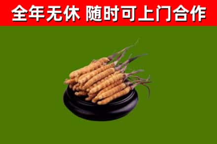 鄄城县回收散虫草