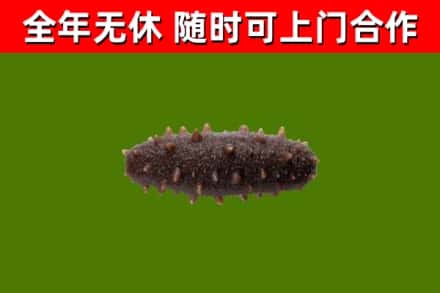 鄄城县回收海参干